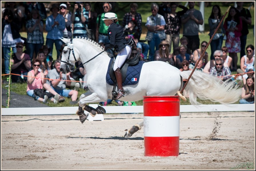 Pferd International 176